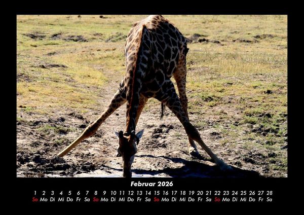 Produktbild: Giraffen 2026 Fotokalender DIN A3