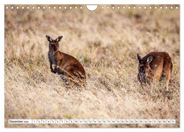 Produktbild: Wildlife Australien (Wandkalender 2026 DIN A4 quer), CALVENDO Monatskalender