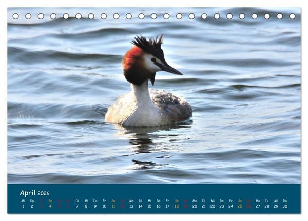 Produktbild: Naturschutzgebiet W&uuml;mme (Tischkalender 2026 DIN A5 quer), CALVENDO Monatskalender