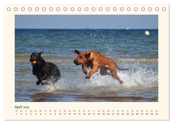 Produktbild: Rhodesian Ridgeback Power aus S&uuml;dafrika (Tischkalender 2026 DIN A5 quer), CALVENDO Monatskalender