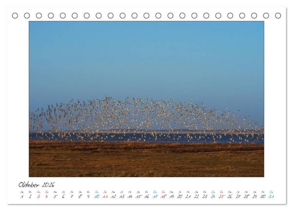 Produktbild: Amrum - Farben einer Insel (Tischkalender 2026 DIN A5 quer), CALVENDO Monatskalender