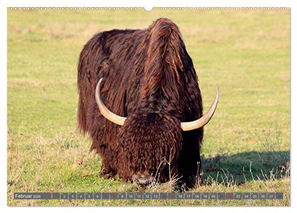 Produktbild: Der Yak (hochwertiger Premium Wandkalender 2026 DIN A2 quer), Kunstdruck in Hochglanz