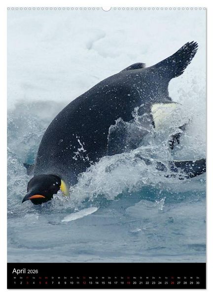 Produktbild: Pinguine - Wackeln im Thermo-Frack (Wandkalender 2026 DIN A2 hoch), CALVENDO Monatskalender