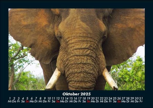 Produktbild: Der Elefantenkalender 2025 Fotokalender DIN A5