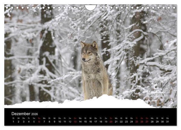 Produktbild: Kanadische W&ouml;lfe im Winter (Wandkalender 2026 DIN A4 quer), CALVENDO Monatskalender