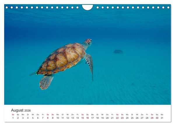 Produktbild: Schildkr&ouml;ten - Die gepanzerten Tiere. (Wandkalender 2026 DIN A4 quer), CALVENDO Monatskalender