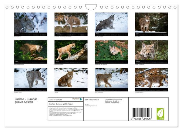 Produktbild: Luchse - Europas gr&ouml;&szlig;te Katzen (Wandkalender 2026 DIN A4 quer), CALVENDO Monatskalender