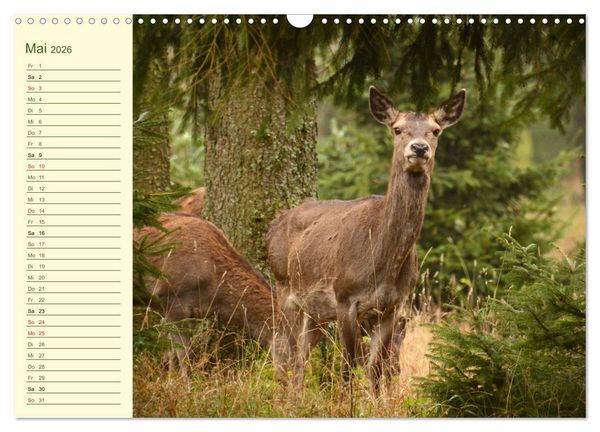 Produktbild: Begegnungen. DER HIRSCH (Wandkalender 2026 DIN A3 quer), CALVENDO Monatskalender