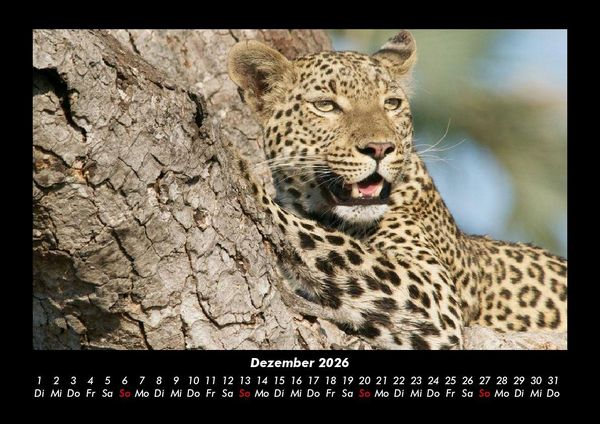 Produktbild: Tiere in der Wildnis 2026 Fotokalender DIN A3