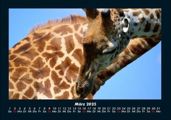 Produktbild: Giraffen 2025 Fotokalender DIN A4