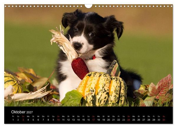 Produktbild: Hundewelpen (Wandkalender 2027 DIN A3 quer), CALVENDO Monatskalender