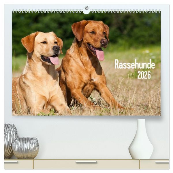 Produktbild: Rassehunde (hochwertiger Premium Wandkalender 2026 DIN A2 quer), Kunstdruck in Hochglanz