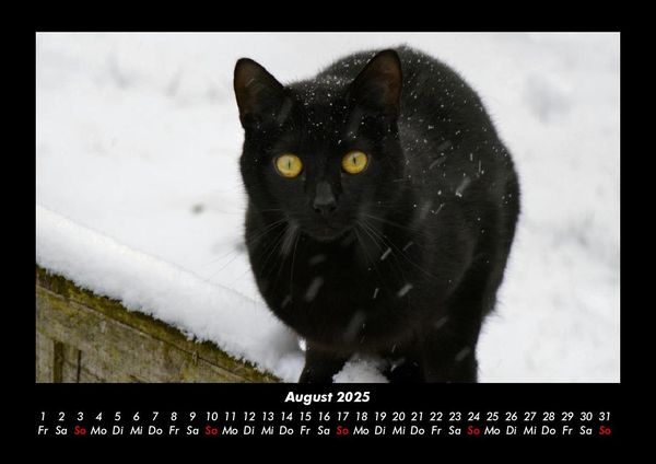 Produktbild: F&uuml;r Katzenfreunde 2025 Fotokalender DIN A3