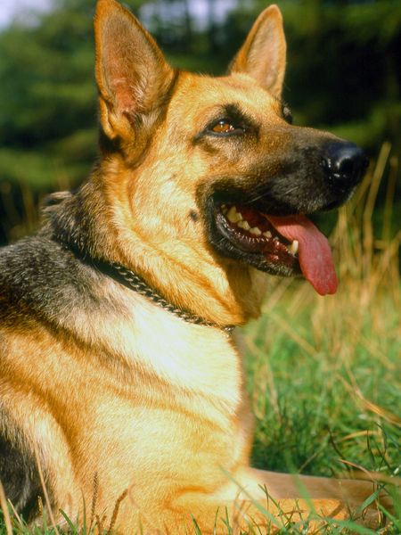 Produktbild: CALVENDO Puzzle Tiere, S&auml;ugetiere, Hunde, Sch&auml;ferhunde, Deutscher Sch&auml;ferhund | 1000 Teile Lege-Gr&ouml;&szlig;e 64x48cm Foto-Puzzle f&uuml;r gl&uuml;ckliche Stunden