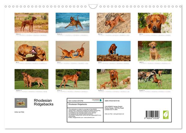 Produktbild: Rhodesian Ridgebacks (Wall Calendar 2026 DIN A3 landscape), CALVENDO 12 Month Wall Calendar