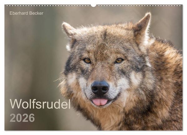 Produktbild: Wolfsrudel (Wandkalender 2026 DIN A2 quer), CALVENDO Monatskalender