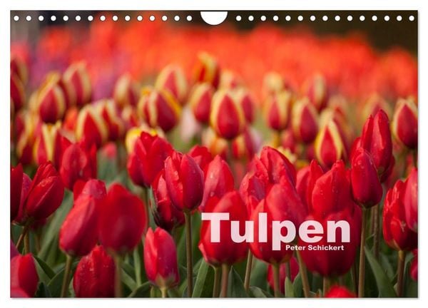 Produktbild: Tulpen (Wandkalender 2026 DIN A4 quer), CALVENDO Monatskalender
