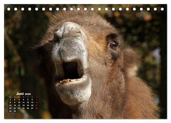 Produktbild: Kamele (Tischkalender 2026 DIN A5 quer), CALVENDO Monatskalender