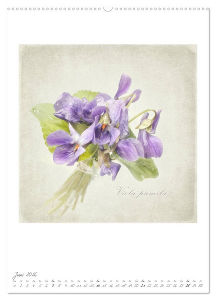 Produktbild: Flower Dreams (hochwertiger Premium Wandkalender 2026 DIN A2 hoch), Kunstdruck in Hochglanz