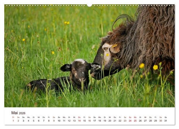 Produktbild: Sch&ouml;ne Schafe (Wandkalender 2026 DIN A2 quer), CALVENDO Monatskalender