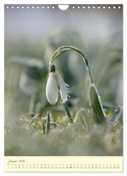 Produktbild: Bl&uuml;tenzauber im Garten (Wandkalender 2026 DIN A4 hoch), CALVENDO Monatskalender