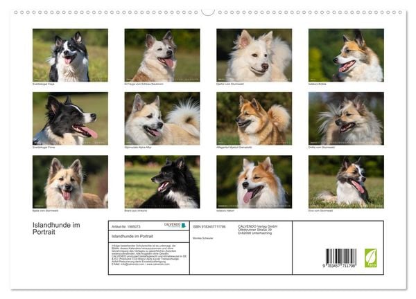 Produktbild: Islandhunde im Portrait (hochwertiger Premium Wandkalender 2026 DIN A2 quer), Kunstdruck in Hochglanz