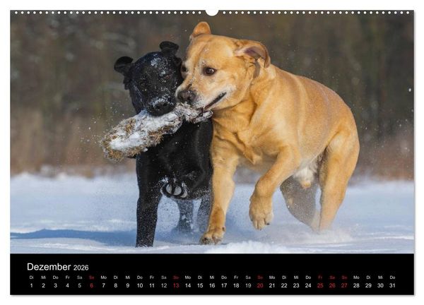 Produktbild: Labrador Retriever 2026 (Wandkalender 2026 DIN A2 quer), CALVENDO Monatskalender