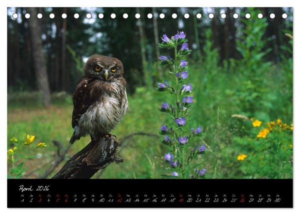 Produktbild: Heimische Eulen und Greife (Tischkalender 2026 DIN A5 quer), CALVENDO Monatskalender