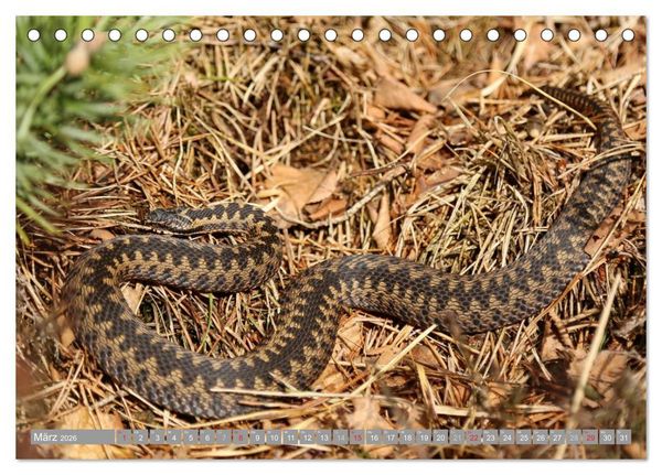 Produktbild: Pietzmoor - ein Hochmoor in der L&uuml;neburger Heide (Tischkalender 2026 DIN A5 quer), CALVENDO Monatskalender