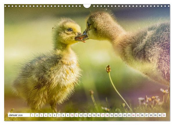 Produktbild: Flauschige Momente! Enten- und G&auml;nsek&uuml;ken im Jahreslauf (Wandkalender 2026 DIN A3 quer), CALVENDO Monatskalender