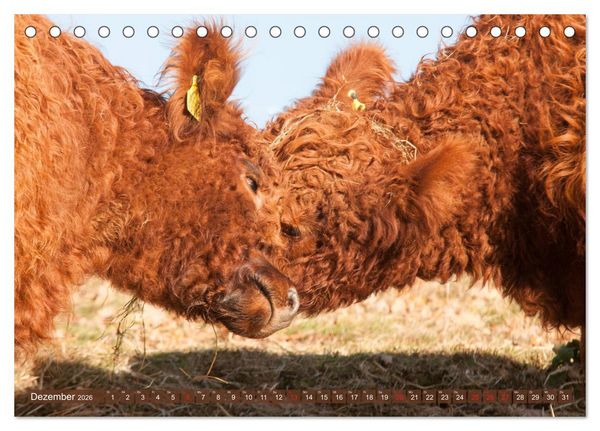 Produktbild: Sch&ouml;ne Schotten - Galloway im Portr&auml;t (Tischkalender 2026 DIN A5 quer), CALVENDO Monatskalender