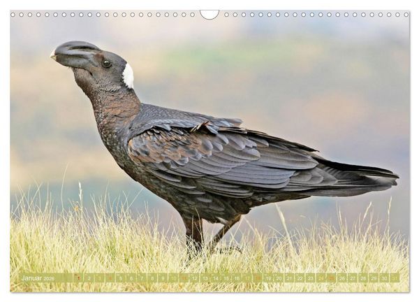 Produktbild: Rabenv&ouml;gel: Schwarz, schlau, sch&ouml;n (Wandkalender 2026 DIN A3 quer), CALVENDO Monatskalender