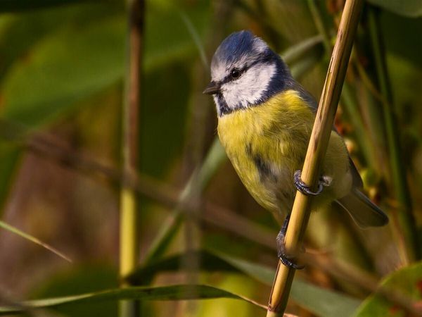 Produktbild: CALVENDO Puzzle Blaumeise (Cyanistes caeruleus) | 1000 Teile Lege-Gr&ouml;&szlig;e 64x48cm Foto-Puzzle f&uuml;r gl&uuml;ckliche Stunden