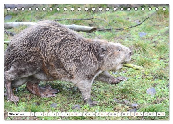 Produktbild: Der Biber, ein guter Bauhandwerker (Tischkalender 2026 DIN A5 quer), CALVENDO Monatskalender