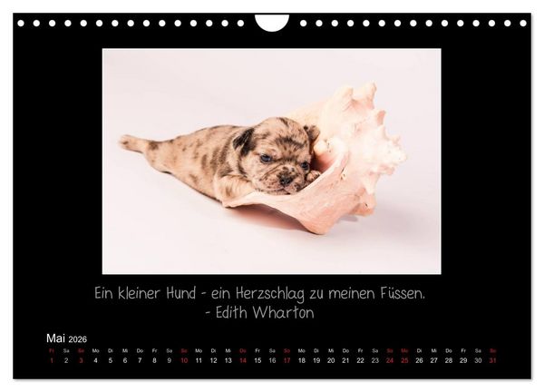 Produktbild: M&ouml;pse 2026 (Wandkalender 2026 DIN A4 quer), CALVENDO Monatskalender