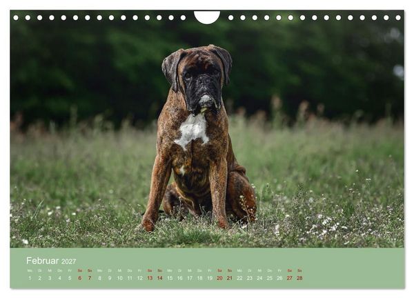 Produktbild: Fantastische Boxer - Sieger der Herzen (Wandkalender 2027 DIN A4 quer), CALVENDO Monatskalender