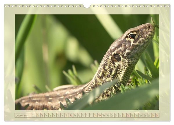 Produktbild: Minisaurier im Garten (Wandkalender 2027 DIN A3 quer), CALVENDO Monatskalender