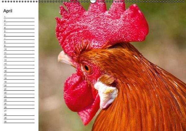 Produktbild: H&uuml;hner / Geburtstagskalender (Wandkalender immerw&auml;hrend DIN A2 quer)