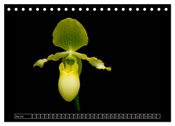 Produktbild: Frauenschuhe - die sch&ouml;nsten Orchideen der Welt (Tischkalender 2026 DIN A5 quer), CALVENDO Monatskalender