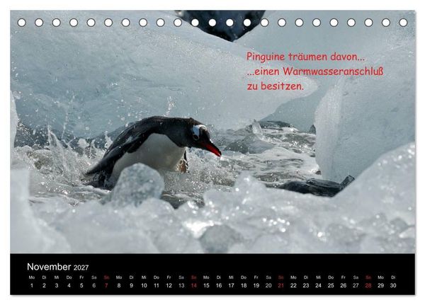 Produktbild: Wovon Pinguine tr&auml;umen (Tischkalender 2027 DIN A5 quer), CALVENDO Monatskalender