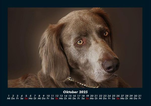 Produktbild: Hundezauber 2025 Fotokalender DIN A4