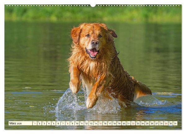 Produktbild: Golden Retriever - Freunde auf 4 Pfoten (Wandkalender 2026 DIN A2 quer), CALVENDO Monatskalender