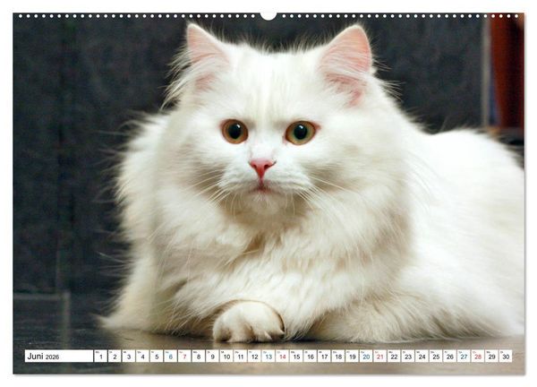 Produktbild: Die Perserkatze - Farbschlag Wei&szlig; (hochwertiger Premium Wandkalender 2026 DIN A2 quer), Kunstdruck in Hochglanz