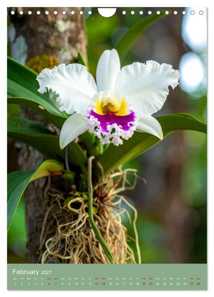 Produktbild: Cattleya - Breeder's Pride (Wall Calendar 2027 DIN A4 portrait), CALVENDO 12 Month Wall Calendar
