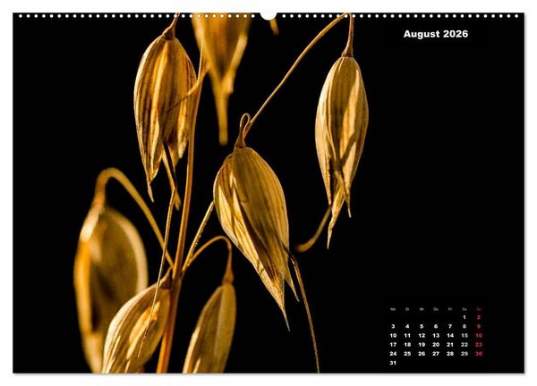 Produktbild: Der Natur auf der Spur - Makro-Fotografien der besonderen Art (hochwertiger Premium Wandkalender 2026 DIN A2 quer), Kunstdruck in Hochglanz