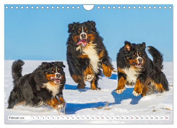Produktbild: Berner Sennenhund - Ein Freund auf vier Pfoten (Wandkalender 2026 DIN A4 quer), CALVENDO Monatskalender