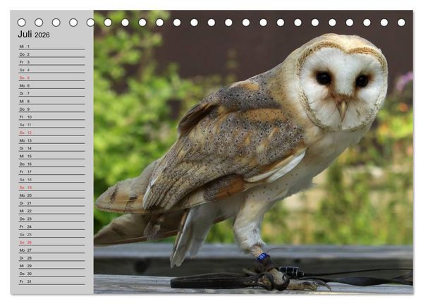 Produktbild: Eulen. Gefiederte Weisheit (Tischkalender 2026 DIN A5 quer), CALVENDO Monatskalender