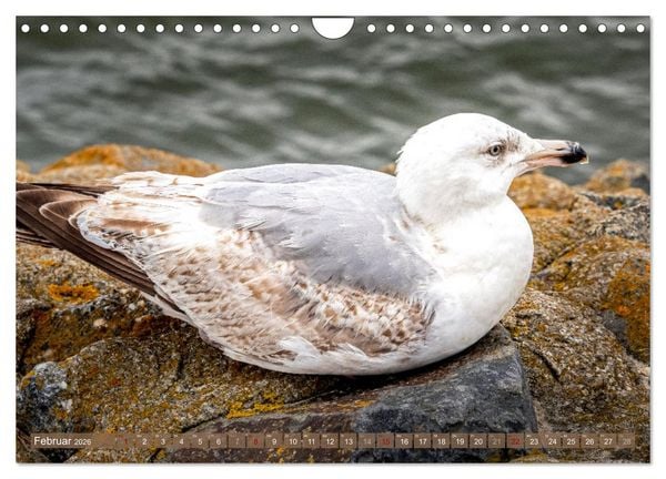 Produktbild: INSELLIEBE NORDERNEY (Wandkalender 2026 DIN A4 quer), CALVENDO Monatskalender