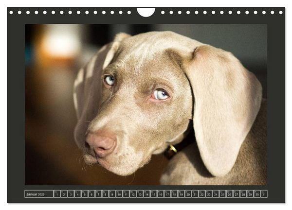 Produktbild: Weimaraner - Ein Welpenjahr (Wandkalender 2026 DIN A4 quer), CALVENDO Monatskalender