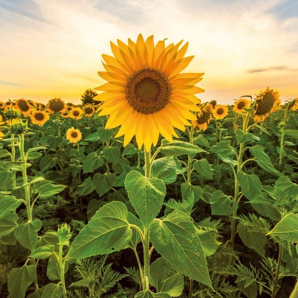 Produktbild: Blumen / Flowers 2027